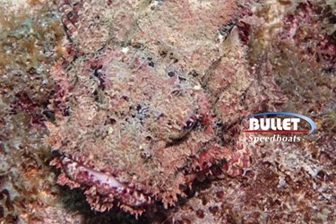 The Stonefish in the Red Sea